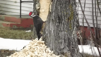 Woody Laugh Pileated Woodpecker GIF