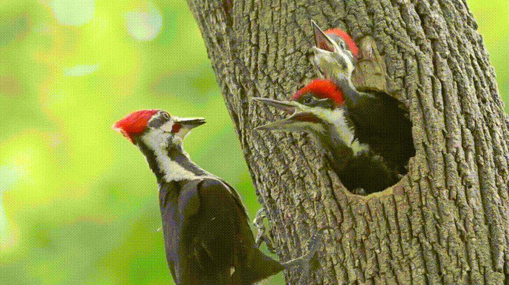 Woody Pileated Woodpecker Family Laugh GIF