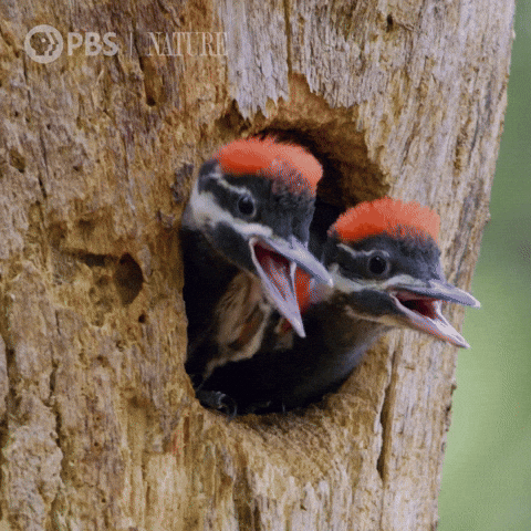 Woody Woodpecker Laugh Baby Bird GIF