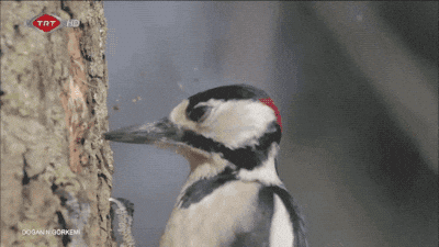 Woody Woodpecker Laugh Woodpecking GIF