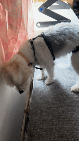 Woof Come Her Buddy GIF