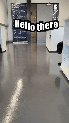 Woof Hello There GIF