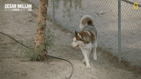 Woof Jumpy Jump GIF