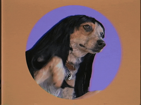 Woof Nice To Meet You GIF