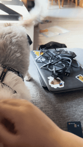 Woof Pet Me GIF