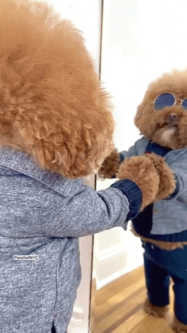 Woof Selfie Mirror GIF