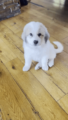 Woof White Dog GIF