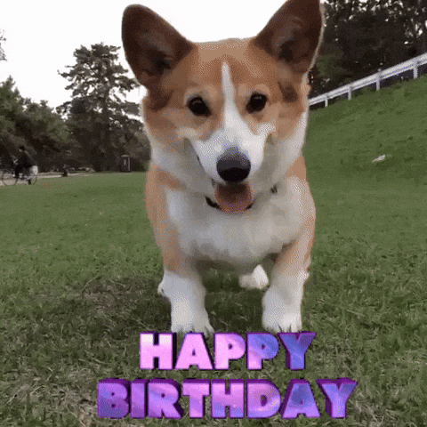Wordle Birthday Corgi Tap GIF