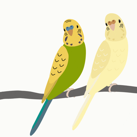 Wordle Birthday Love Birds GIF