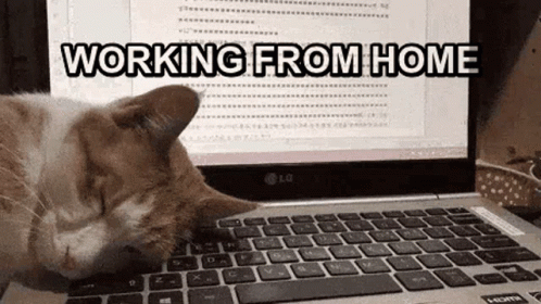 Work From Home Cat GIF