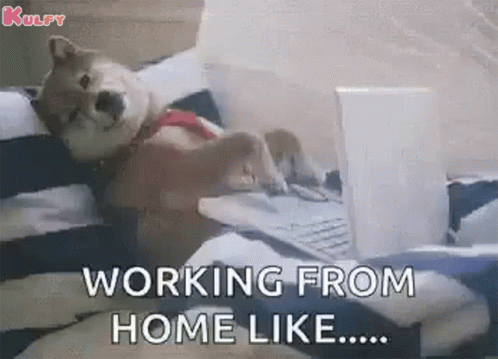 Work From Home Dog Be Like GIF