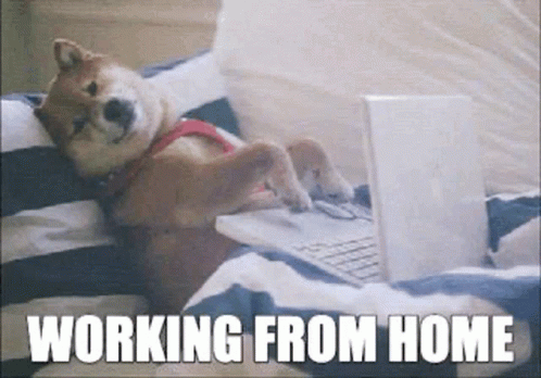 Work From Home Dog GIF
