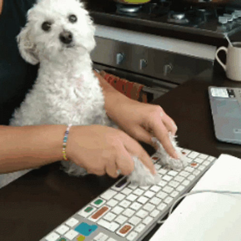 Work From Home Shih Tzu GIF