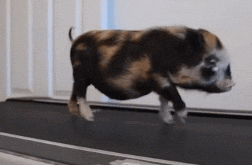 Work Out Little Pig GIF