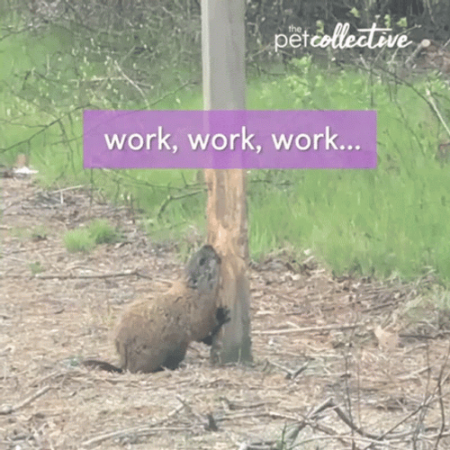 Working Beaver Snacking On Wood GIF