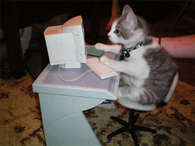 Working Cat Doing Fast Typing GIF
