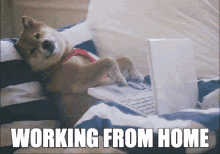 Working From Home Sleepy Dog Chilling Speed Typing GIF