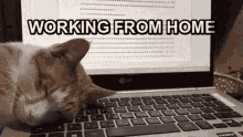 Working From Home Wfh Cat Sleep Speed Typing GIF