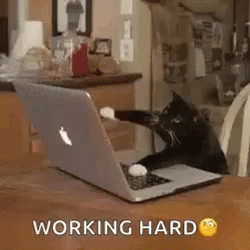 Working Hard Black Kitty Busy Typing GIF