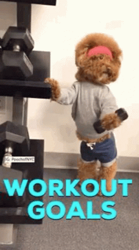 Adorable Poodle Working Out Standing GIF