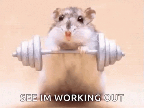 Cute Hamster Working Out GIF