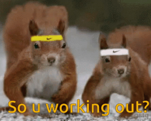 Funny Cute Squirrels Working Out GIF