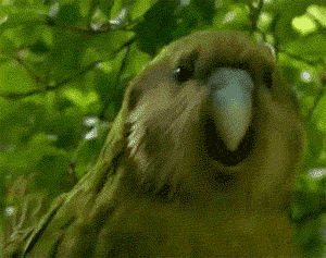 World Dancing Parrot GIF