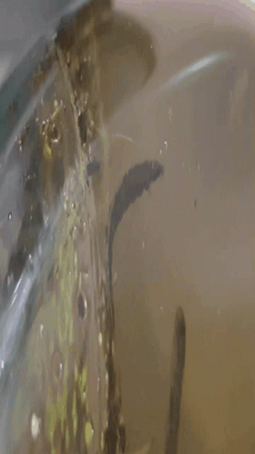 Worm Moving GIF