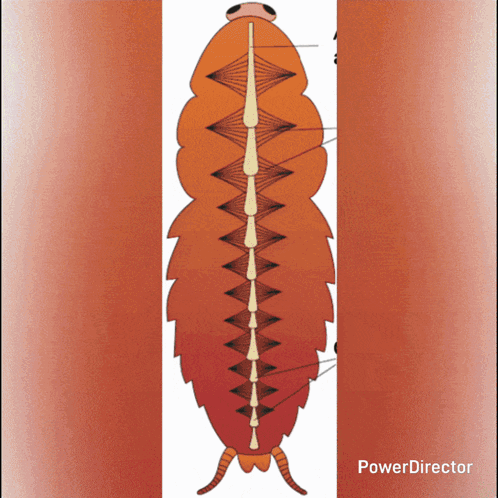 Worm Drawing Power Director GIF