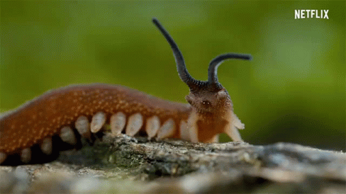 Worm Spitting GIF