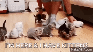 Wrangling Cats Kittens Gif GIF