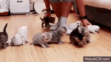 Wrangling Cats Kittens Gif GIF