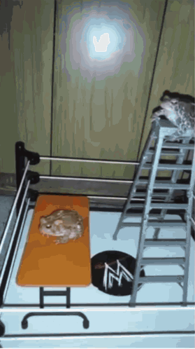 Wrestling Ring With Ladder And Table GIF
