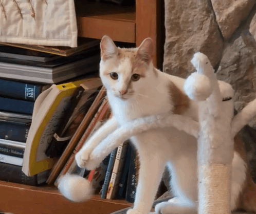 Write All The Words Kitten Playing GIF