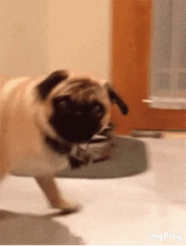 Puppy Pug Like Wut GIF