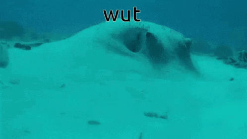 Funny Fish Under The Sea Wut GIF
