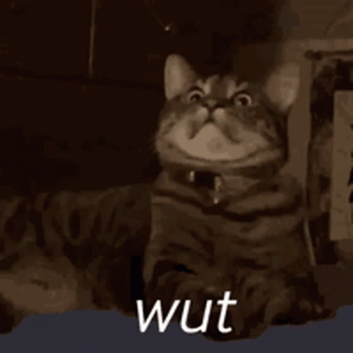 Wut Cat Surprise Big Eyes GIF