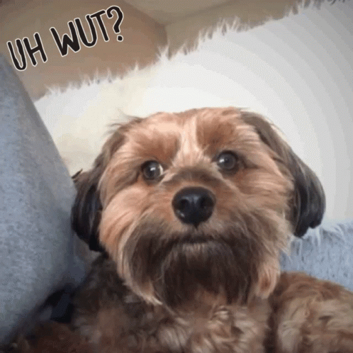 Wut Dog Moving Head Left To Right GIF