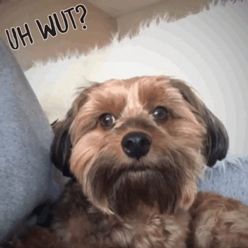 Wut Dog Moving Head Left To Right GIF