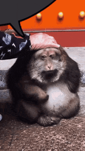 Xinging Xinging Monkey Gif GIF