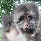 Xingxing Xing Xing Gif GIF