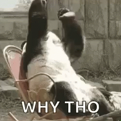 Y Tho Panda Sitting On Rocking Chair GIF