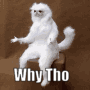Y Tho Strange White Cat GIF