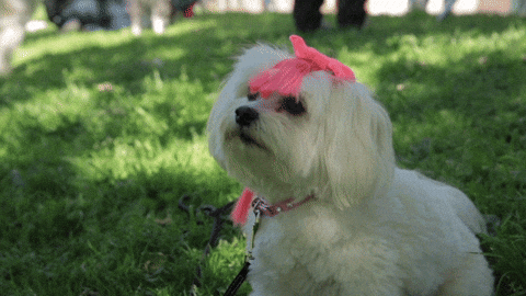 Yapping Cute Fluffy White Dog GIF