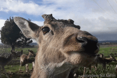 Yapping Talkative Wild Giraffe GIF
