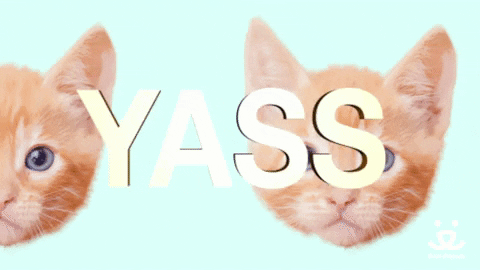 Yass Ginger Kitties Loop GIF