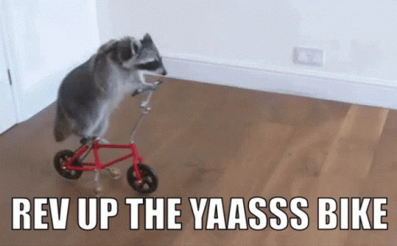 Yasss Racoon Riding Scooter GIF