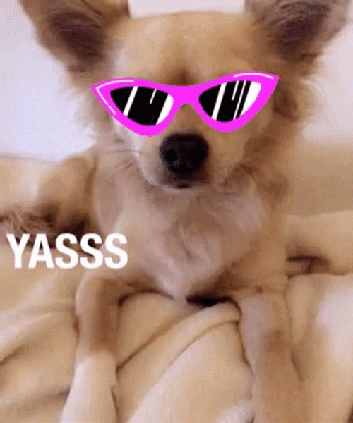 Yasss Saucy Puppy Cool Shades GIF