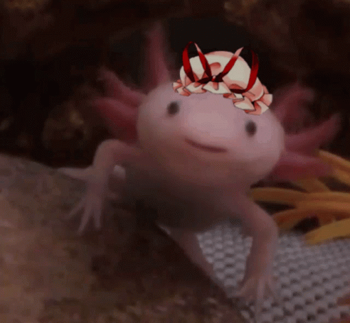 Yawning Axolotl Meme GIF
