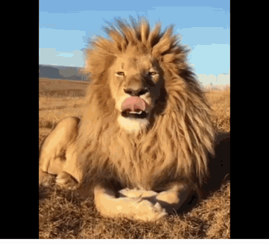 Yawning Big Lion GIF